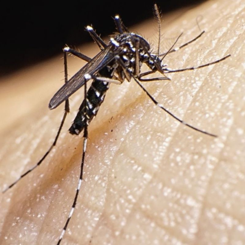 Altas temperaturas: solicitan detalle de fumigaciones y bloqueos contra el Dengue para esta primavera y verano 